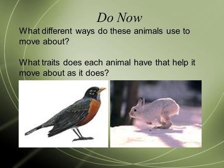 Do Now What different ways do these animals use to move about? What traits does each animal have that help it move about as it does?