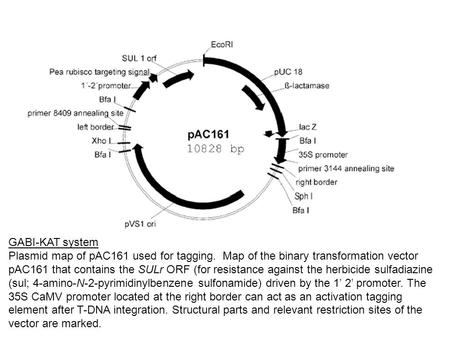 GABI-KAT system Plasmid map of pAC161 used for tagging. Map of the binary transformation vector pAC161 that contains the SULr ORF (for resistance against.