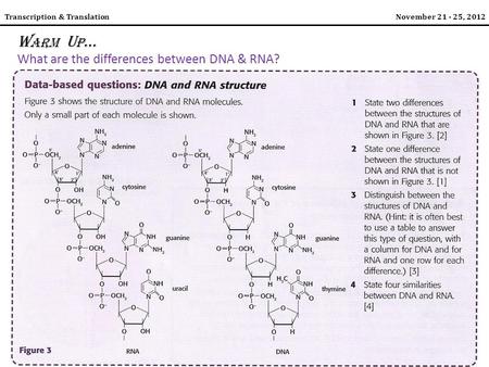 Transcription & TranslationNovember 21 - 25, 2012 W ARM U P … What are the differences between DNA & RNA?