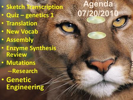 Agenda 07/20/2010 Sketch Transcription Quiz – genetics 1 Translation New Vocab Assembly Enzyme Synthesis Review Mutations – Research Genetic Engineering.