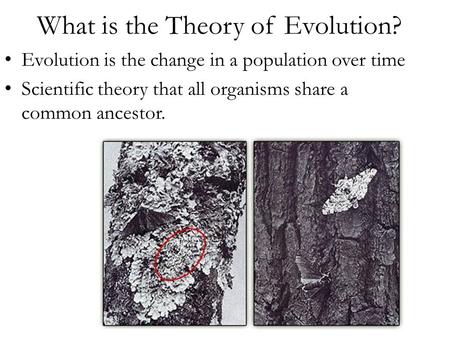 What is the Theory of Evolution? Evolution is the change in a population over time Scientific theory that all organisms share a common ancestor.