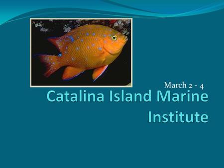 Catalina Island Marine Institute