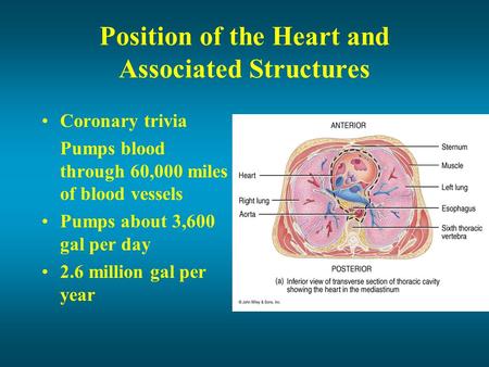 Position of the Heart and Associated Structures Coronary trivia Pumps blood through 60,000 miles of blood vessels Pumps about 3,600 gal per day 2.6 million.