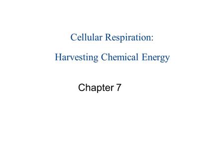 Cellular Respiration: Harvesting Chemical Energy Chapter 7.