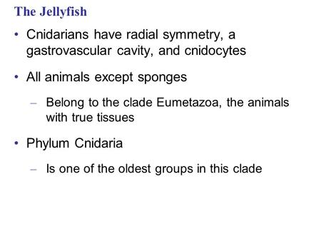 The Jellyfish Cnidarians have radial symmetry, a gastrovascular cavity, and cnidocytes All animals except sponges – Belong to the clade Eumetazoa, the.