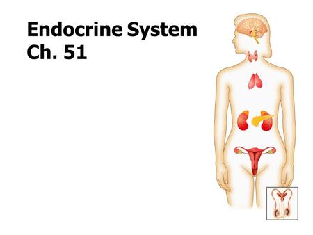Endocrine System Ch. 51.