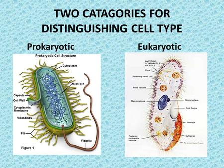 TWO CATAGORIES FOR DISTINGUISHING CELL TYPE