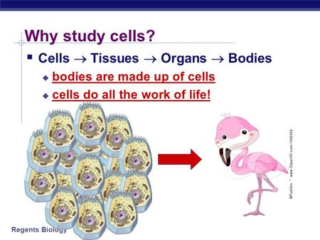 Regents Biology Why study cells?  Cells  Tissues  Organs  Bodies  bodies are made up of cells  cells do all the work of life!
