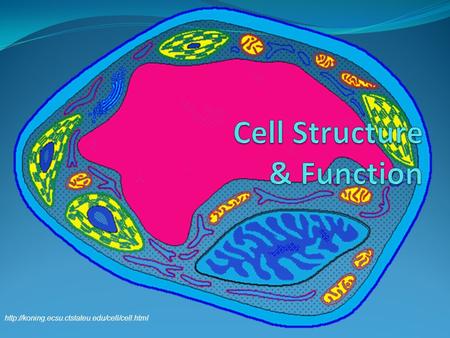 A cell is the smallest unit that is capable of performing life functions.