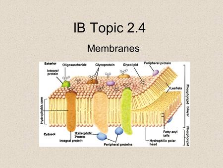 IB Topic 2.4 Membranes. Cell Membranes A.The Fluid Mosaic Model-model of the plasma membrane B.The model is a mosaic of proteins embedded in a phospholipid.