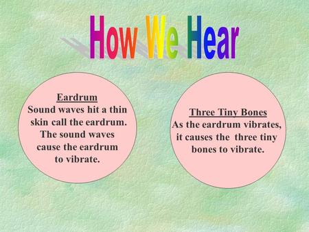 Eardrum Sound waves hit a thin skin call the eardrum. The sound waves cause the eardrum to vibrate. Three Tiny Bones As the eardrum vibrates, it causes.