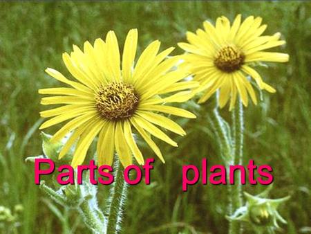Parts of plants.