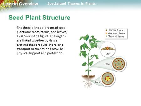 Lesson Overview Lesson Overview Specialized Tissues in Plants Seed Plant Structure The three principal organs of seed plants are roots, stems, and leaves,