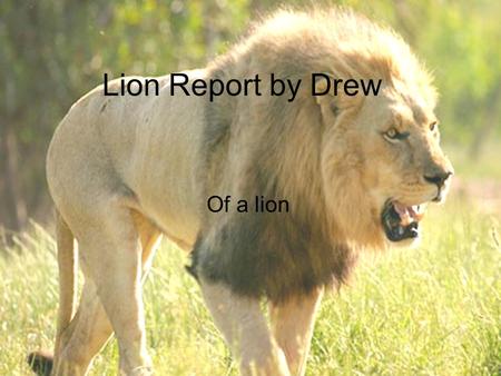 Lion Report by Drew Of a lion. Introduction What can weigh up to 500 pounds and, the king of beast. It is a lion, a lion can weigh up to 500 pounds and.