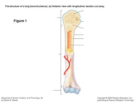 The structure of a long bone (humerus)