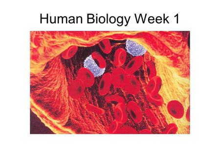 Human Biology Week 1. How does the body get so many individual cells to work together so perfectly? You can begin to answer this question by studying.