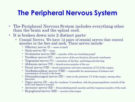 The Peripheral Nervous System The Peripheral Nervous System includes everything other than the brain and the spinal cord. It is broken down into 2 distinct.