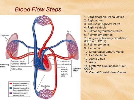 Blood Flow Steps 1. Caudal/Cranial Vena Cavae 2. Right atrium 3. Tricuspid/Right AV Valve 4. Right ventricle 5. Pulmonary/pulmonic valve 6. Pulmonary arteries.