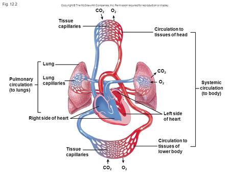 Fig. 12.2 Copyright © The McGraw-Hill Companies, Inc. Permission required for reproduction or display. O2O2 Systemic circulation (to body) Circulation.