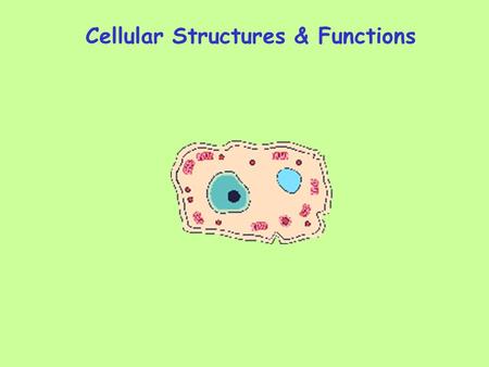 Cellular Structures & Functions. CYTOPLASM (Between nucleus and cell membrane) Includes ORGANELLES- small structures with a specific function CYTOSOL-semi-fluid.