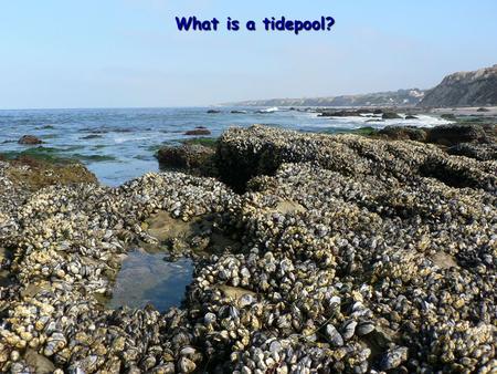 What is a tidepool? What is a tidepool?. At a tidepool you would see… The Ocean Sky/Sunlight.