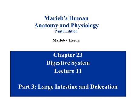 Anatomy and Physiology Part 3: Large Intestine and Defecation