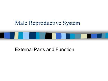 Male Reproductive System External Parts and Function.