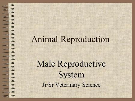 Male Reproductive System Jr/Sr Veterinary Science