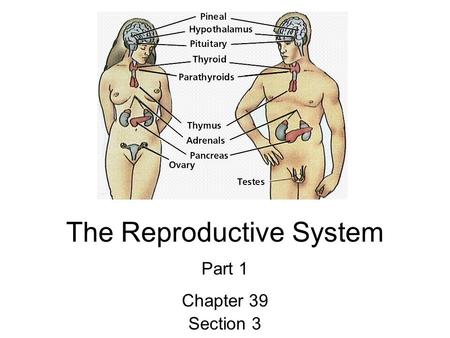 The Reproductive System Part 1 Chapter 39 Section 3.
