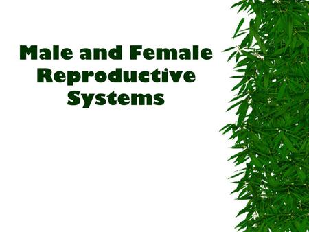 Male and Female Reproductive Systems. Sperm – the sex cells that are made by males and that are needed to fertilize eggs. Testes – the male reproductive.