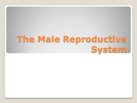 The Male Reproductive System. Structure and function Composed of both internal and external organs. Internal organs - store, nourish, and transport the.