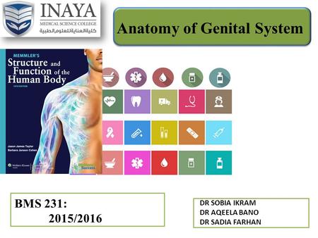 Anatomy of Genital System