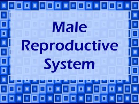 Male Reproductive System. The two main functions of the male reproductive system: Production & storage of sperm. Transfer of sperm into female’s body.