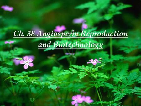 Ch. 38 Angiosperm Reproduction and Biotechnology.