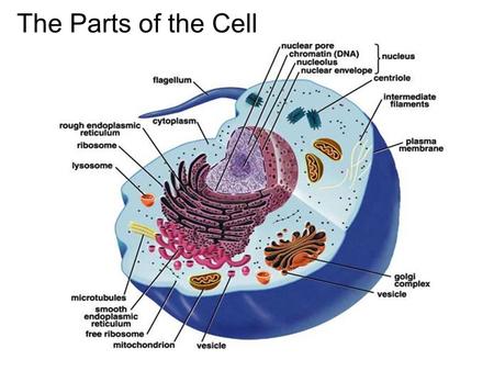 The Parts of the Cell. The Nucleus --nuclear envelope -- chromatin --nucleolus.