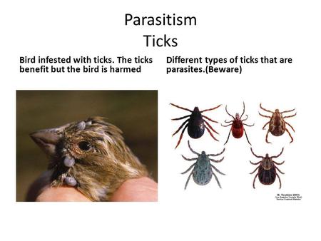 Parasitism Ticks Bird infested with ticks. The ticks benefit but the bird is harmed Different types of ticks that are parasites.(Beware)