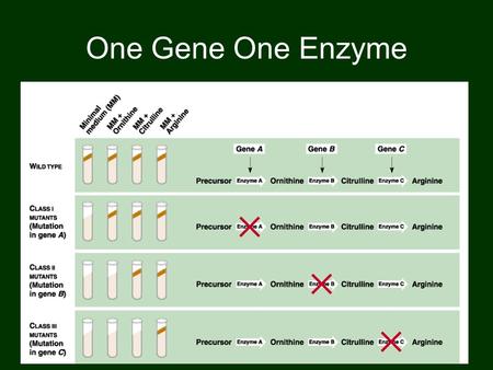 One Gene One Enzyme. There is redundancy in the code but not ambiguity!