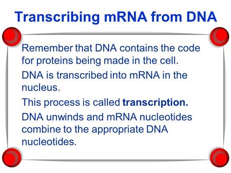 Transcribing mRNA from DNA Remember that DNA contains the code for proteins being made in the cell. DNA is transcribed into mRNA in the nucleus. This process.