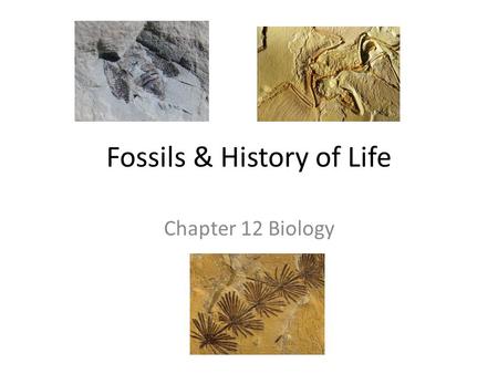 Fossils & History of Life Chapter 12 Biology. Science 101 United streaming—fossils 59sec clip.