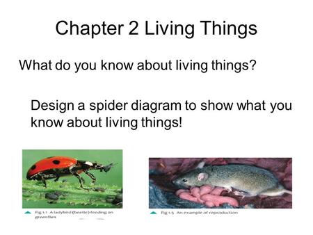 Chapter 2 Living Things What do you know about living things? Design a spider diagram to show what you know about living things!