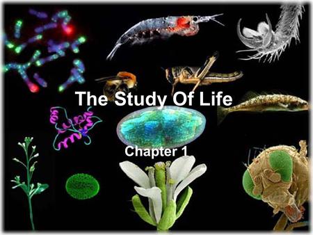 The Study Of Life Chapter 1. Do Now: If a scientist hypothesizes that a vitamin could extend a person’s life-expectancy, then: 1) What is an experiment.