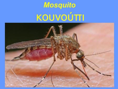 Mosquito κουνούπι.