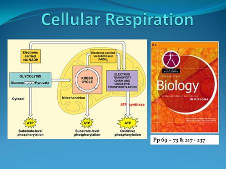 Pp 69 – 73 & 217 - 237 Define cell respiration Cell respiration is the controlled release of energy from organic compounds in cells to form ATP Glucose.