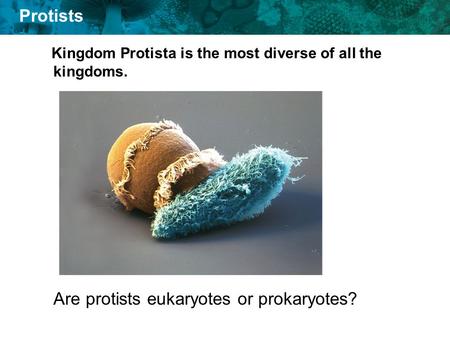 Are protists eukaryotes or prokaryotes?