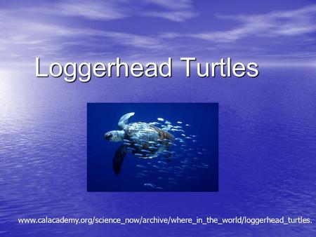 Loggerhead Turtles Loggerhead Turtles www.calacademy.org/science_now/archive/where_in_the_world/loggerhead_turtles.