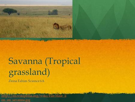 Savanna (Tropical grassland) Zeina Fahim Science 6A  on_on_savanna.jpg.