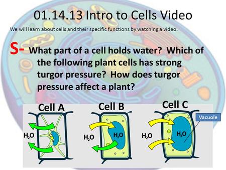 What part of a cell holds water? Which of the following plant cells has strong turgor pressure? How does turgor pressure affect a plant? 01.14.13 Intro.