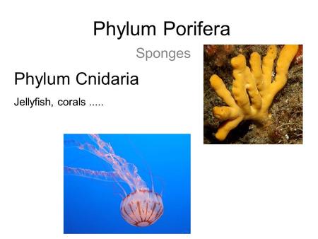 Phylum Porifera Sponges Phylum Cnidaria  Jellyfish, corals .....