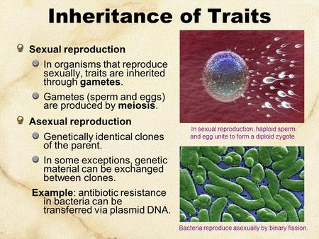 Inheritance of Traits Sexual reproduction In organisms that reproduce sexually, traits are inherited through gametes. Gametes (sperm and eggs) are produced.