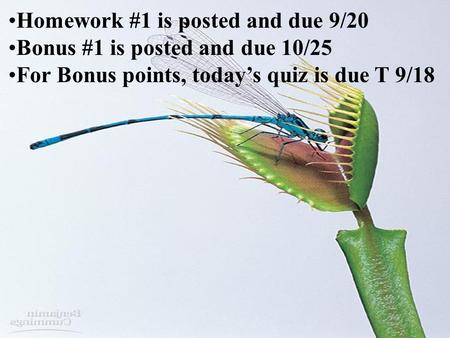 Homework #1 is posted and due 9/20 Bonus #1 is posted and due 10/25 For Bonus points, today’s quiz is due T 9/18.